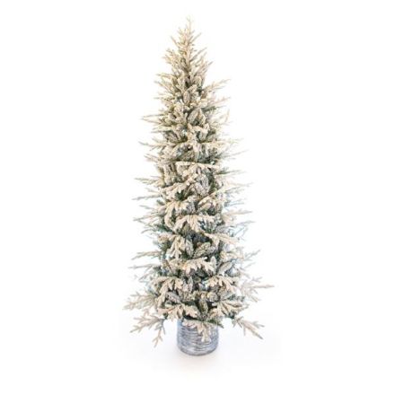 HELSINKI FIR, SNOWY, 225cm