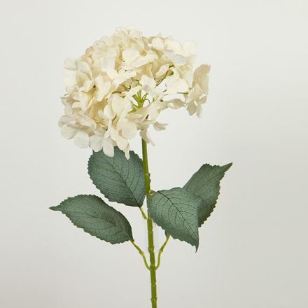 ΛΟΥΛΟΥΔΙ/ΚΛΑΔΙ ΥΔΡΑΓΓΕΙΑ ΛΕΥΚΗ 77cm