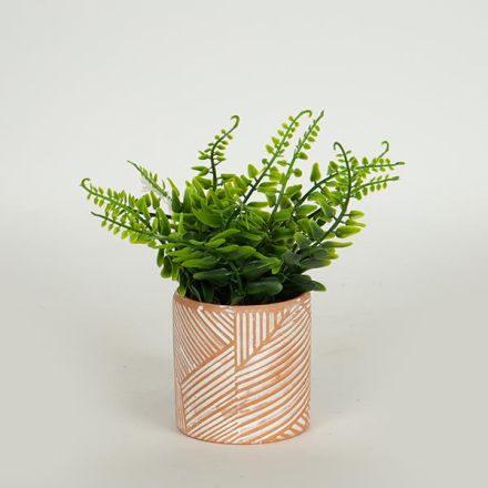 ΦΥΤΟ ΣΕ ΓΛΑΣΤΡΑΚΙ ΤΕΡΡΑΚΟΤΑ 18cm