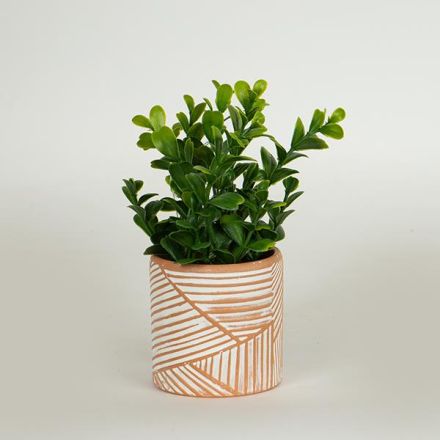 ΦΥΤΟ ΣΕ ΓΛΑΣΤΡΑΚΙ ΤΕΡΡΑΚΟΤΑ 18cm