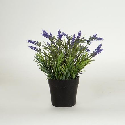 ΛΕΒΑΝΤΑ ΣΕ ΓΛΑΣΤΡΑΚΙ ΠΛΑΣΤΙΚΟ ΜΑΥΡΟ 20cm