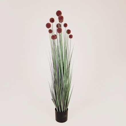 PLANT GRASS WITH PINK POMPON IN A POT PLASTIC 122cm