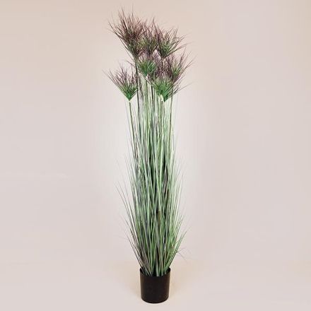 ΦΥΤΟ ΓΡΑΣΙΔΙ ΣΕ ΓΛΑΣΤΡΑ ΠΛΑΣΤΙΚΟ 183cm