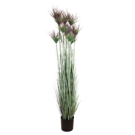 ΦΥΤΟ ΓΡΑΣΙΔΙ ΣΕ ΓΛΑΣΤΡΑ ΠΛΑΣΤΙΚΟ 183cm